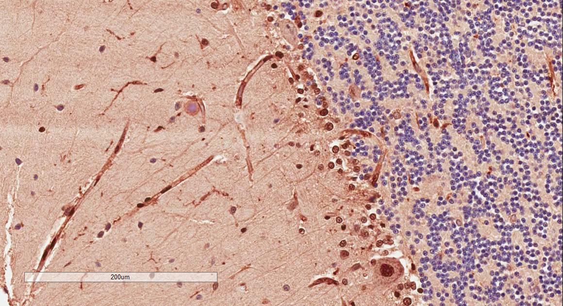 IHC - Doublecortin / DCX (aa232-242) Antibody (internal region) AF3487a